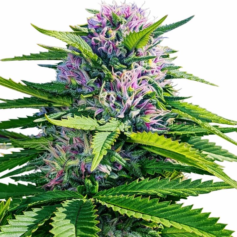 Blue Power Cannabissamen-Verpackung — Royal King Seeds Deutschland