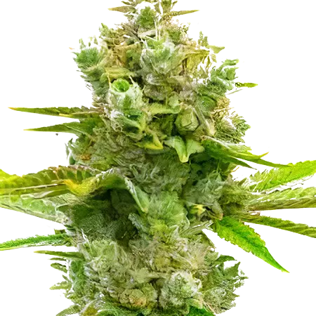 Blue Princess Cannabissamen-Verpackung — Royal King Seeds Deutschland