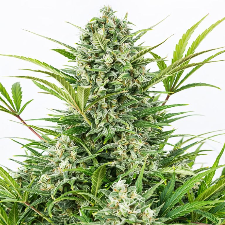 Blue Zombie Cannabissamen-Verpackung — Royal King Seeds Deutschland
