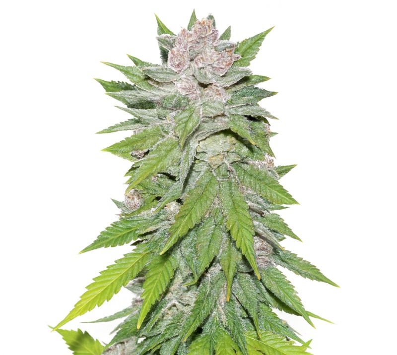 Blueberry Cheesecake Cannabissamen-Verpackung — Royal King Seeds Deutschland