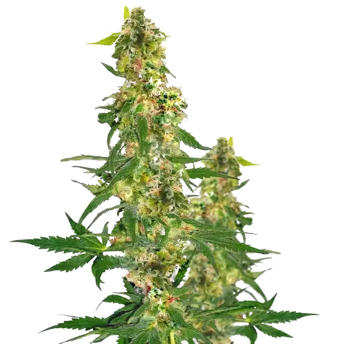Blueberry Haze Cannabissamen-Verpackung — Royal King Seeds Deutschland