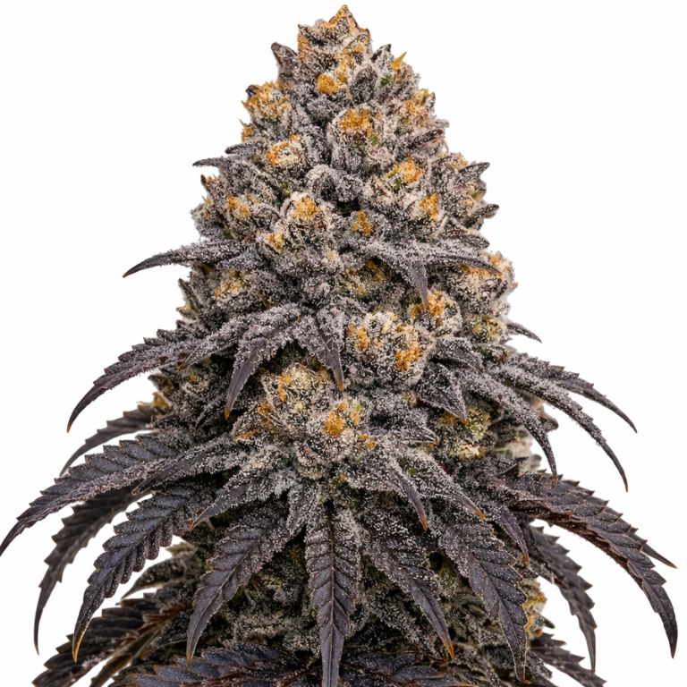 Blueberry Kush Cannabissamen-Verpackung — Royal King Seeds Deutschland
