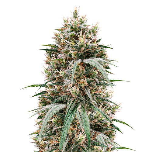 Blueberry Waltz Cannabissamen-Verpackung — Royal King Seeds Deutschland