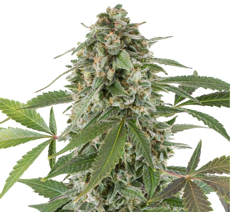 Bluniverse Cannabissamen-Verpackung — Royal King Seeds Deutschland