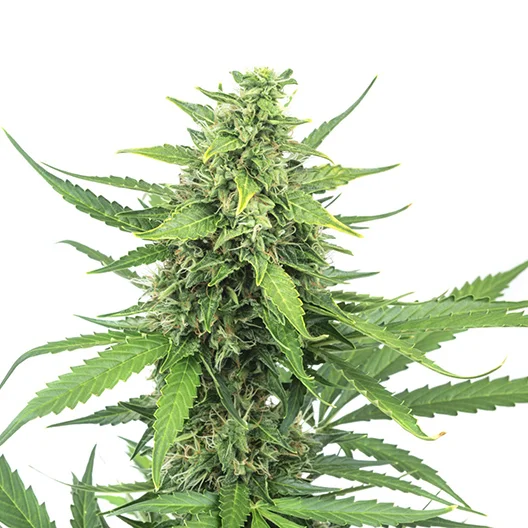 Bogart Cannabissamen-Verpackung — Royal King Seeds Deutschland
