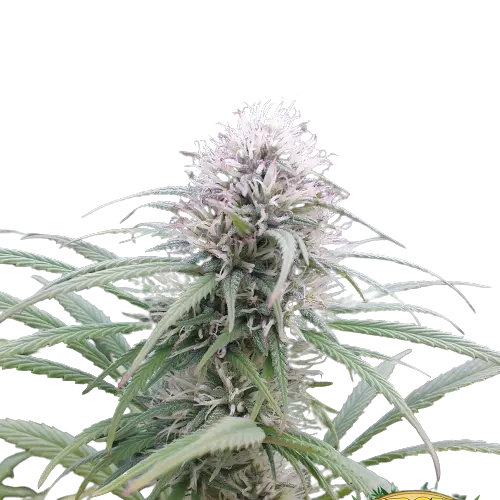 Brains Damage Cannabissamen-Verpackung — Royal King Seeds Deutschland