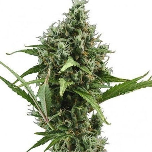 Brainwreck Cannabissamen-Verpackung — Royal King Seeds Deutschland