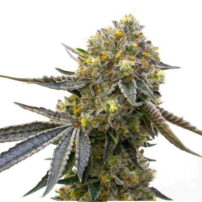 Bruce Almighty Cannabissamen-Verpackung — Royal King Seeds Deutschland