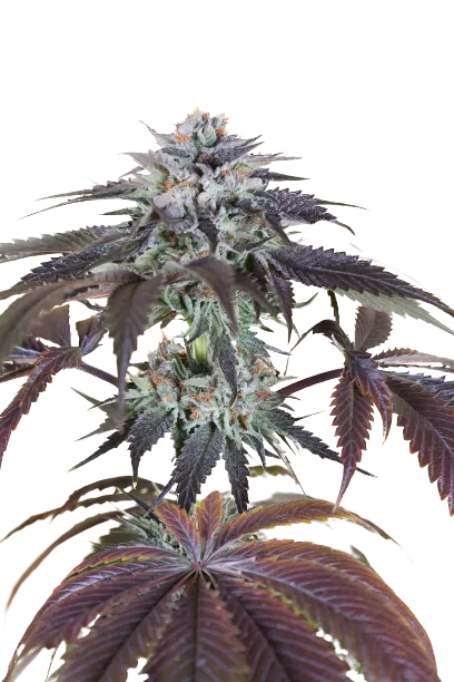 Bubba Gift Cannabissamen-Verpackung — Royal King Seeds Deutschland