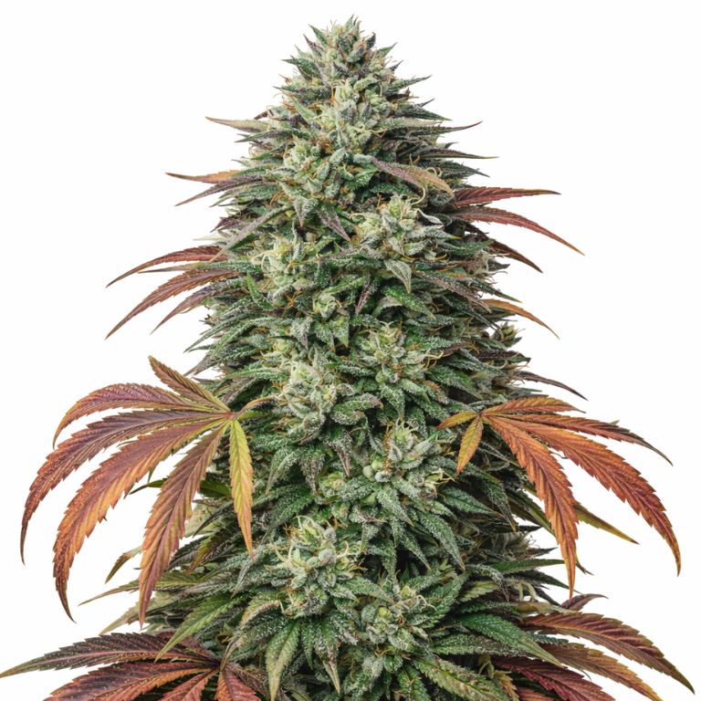 Bubba Kush Cannabissamen-Verpackung — Royal King Seeds Deutschland