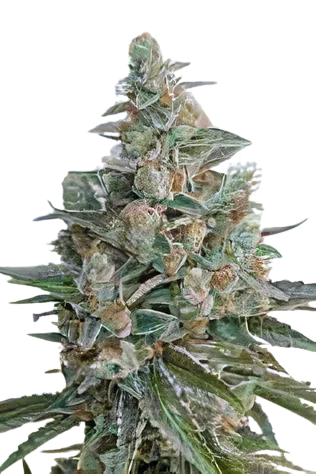 Bubba OG Cannabissamen-Verpackung — Royal King Seeds Deutschland