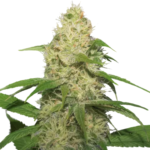 Bubbleberry Cannabissamen-Verpackung — Royal King Seeds Deutschland