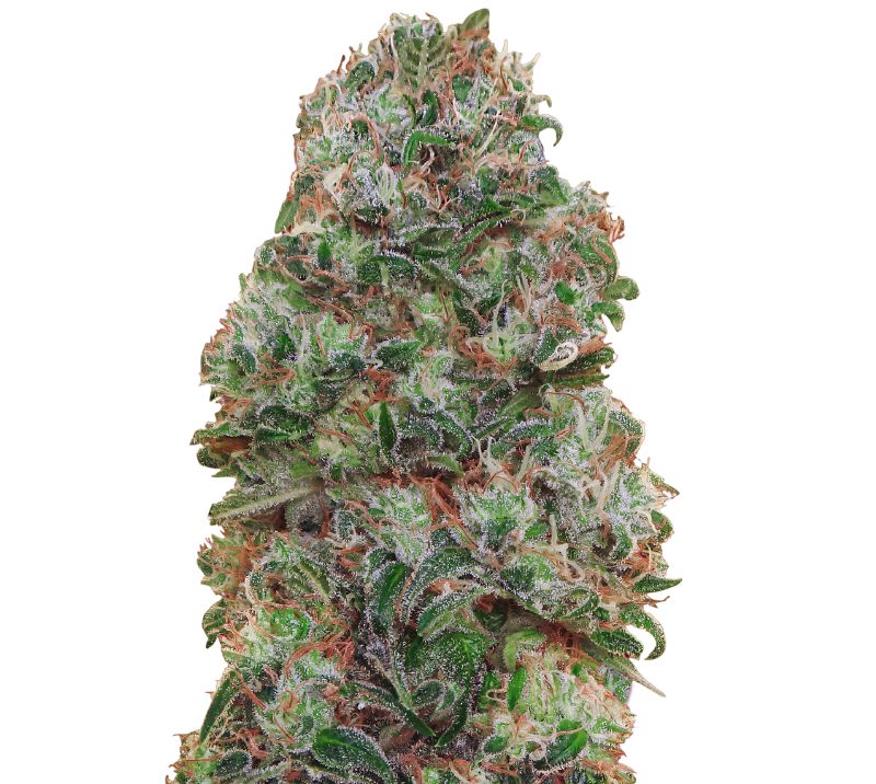 Bubblegum Kush Cannabissamen-Verpackung — Royal King Seeds Deutschland