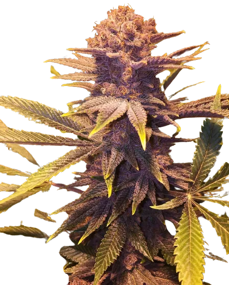 Buckeye Purple Cannabissamen-Verpackung — Royal King Seeds Deutschland