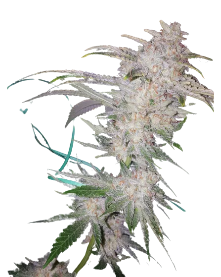 Buddha Tahoe Cannabissamen-Verpackung — Royal King Seeds Deutschland