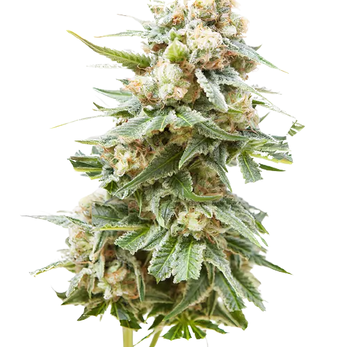 Burkle Cannabissamen-Verpackung — Royal King Seeds Deutschland