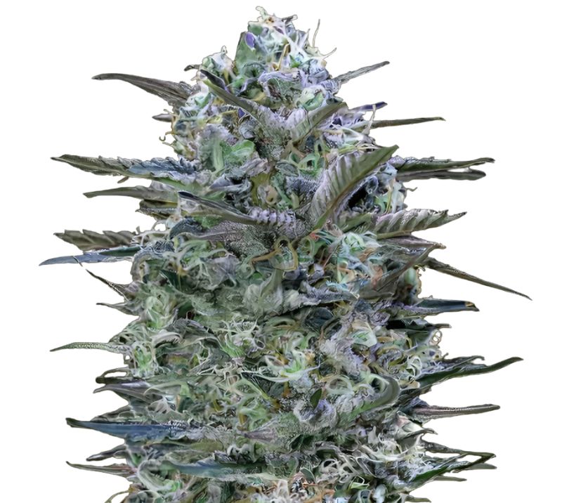 Burmese Kush Cannabissamen-Verpackung — Royal King Seeds Deutschland