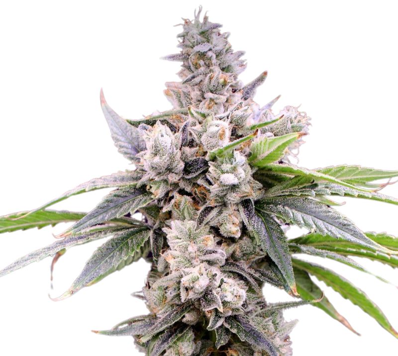Butterscotch Cannabissamen-Verpackung — Royal King Seeds Deutschland