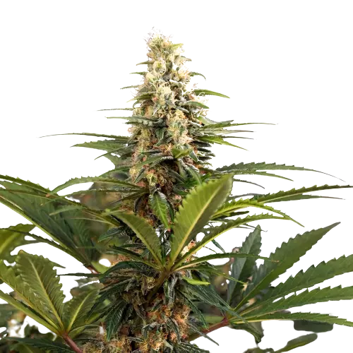 C4 Cannabissamen-Verpackung — Royal King Seeds Deutschland