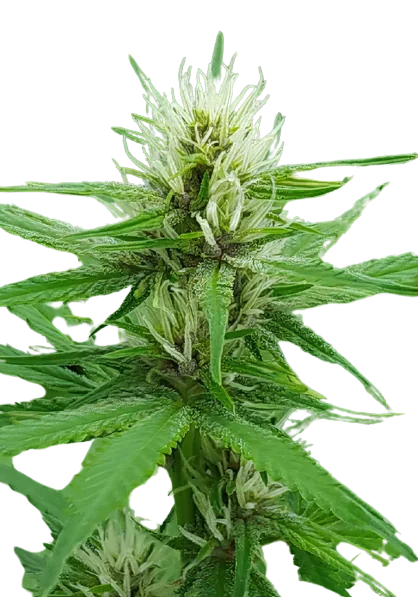 Cactus Cannabissamen-Verpackung — Royal King Seeds Deutschland