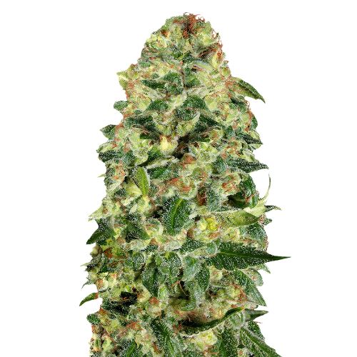 Cali Kush Cannabissamen-Verpackung — Royal King Seeds Deutschland