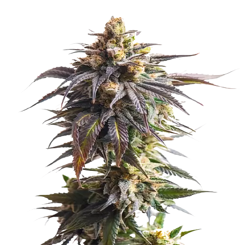 California Grapefruit Cannabissamen-Verpackung — Royal King Seeds Deutschland