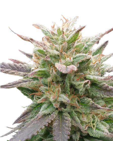 California Love Cannabissamen-Verpackung — Royal King Seeds Deutschland