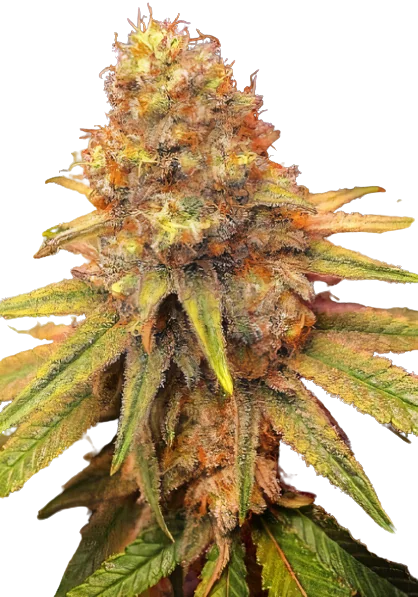 California Orange Cannabissamen-Verpackung — Royal King Seeds Deutschland