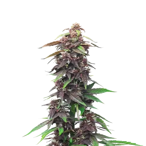 Candy Cane Cannabissamen-Verpackung — Royal King Seeds Deutschland