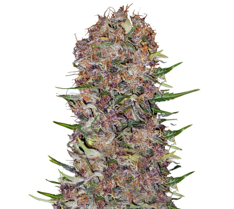 Candy Cream Cannabissamen-Verpackung — Royal King Seeds Deutschland