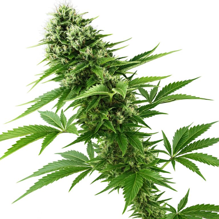 Candy Jack Cannabissamen-Verpackung — Royal King Seeds Deutschland