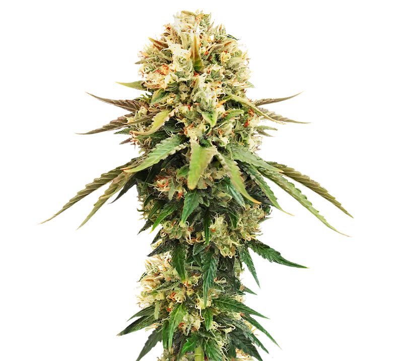 Cannalope Kush Cannabissamen-Verpackung — Royal King Seeds Deutschland