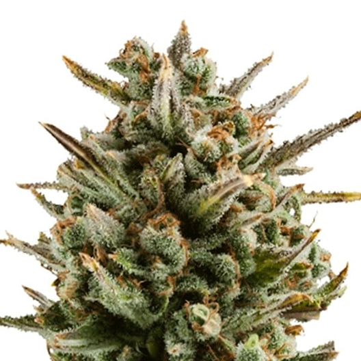 Capers Cannabissamen-Verpackung — Royal King Seeds Deutschland
