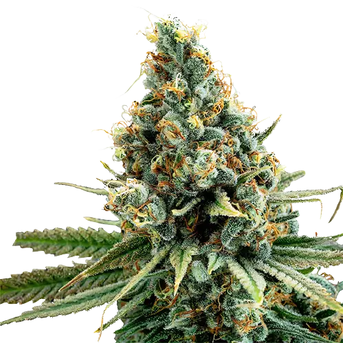 Cascadia Kush Cannabissamen-Verpackung — Royal King Seeds Deutschland