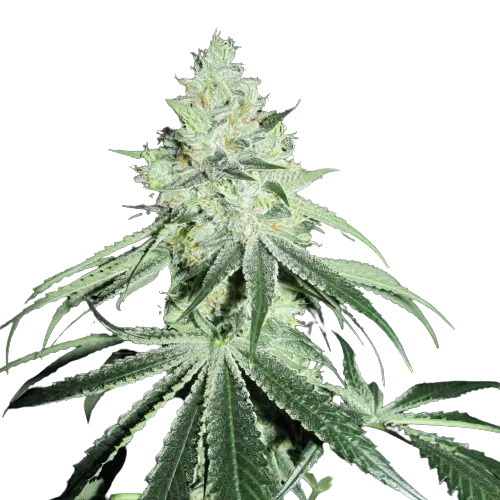 Casper OG Cannabissamen-Verpackung — Royal King Seeds Deutschland