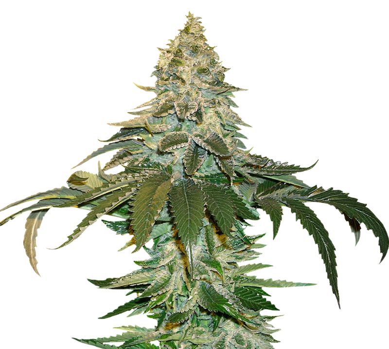 Cataract Kush Cannabissamen-Verpackung — Royal King Seeds Deutschland