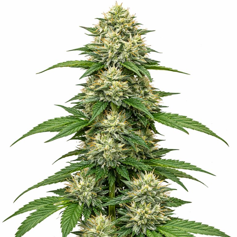 CBD Blueberry Cannabissamen-Verpackung — Royal King Seeds Deutschland