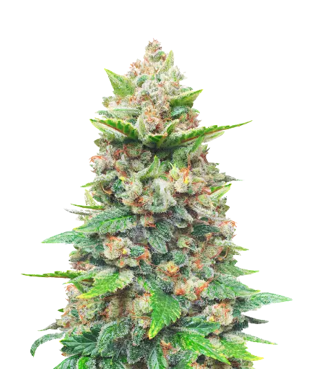 CBD Haze Cannabissamen-Verpackung — Royal King Seeds Deutschland