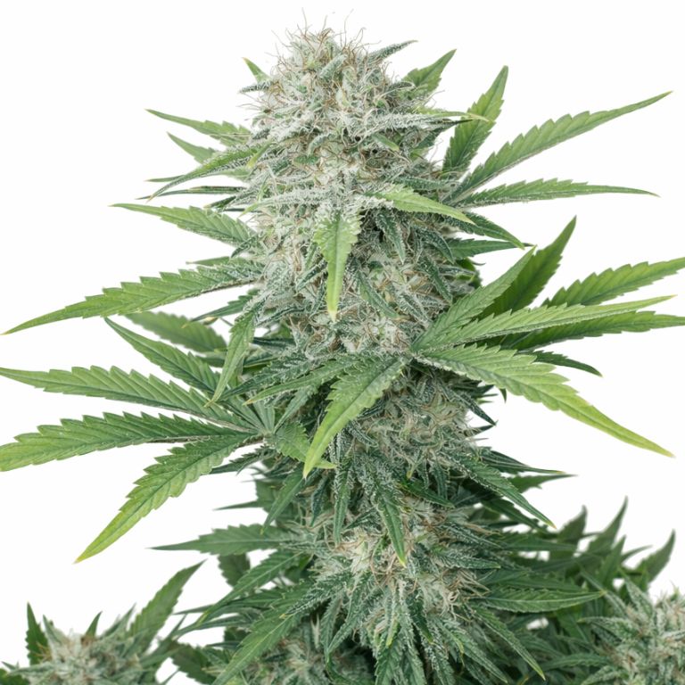 CBD Lemon Potion Cannabissamen-Verpackung — Royal King Seeds Deutschland