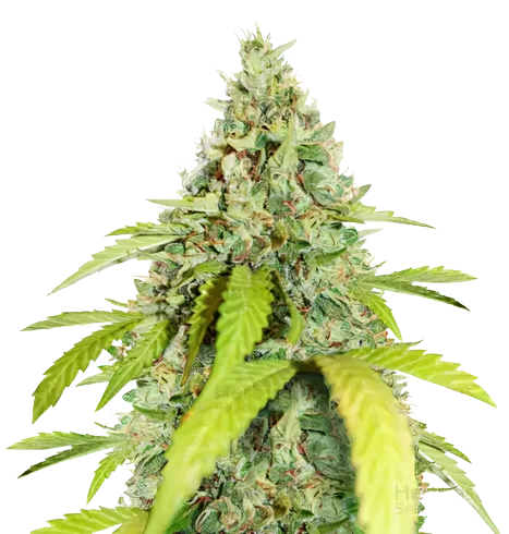 CBD PH Haze Cannabissamen-Verpackung — Royal King Seeds Deutschland