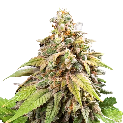 CBD Stress Killer Cannabissamen-Verpackung — Royal King Seeds Deutschland