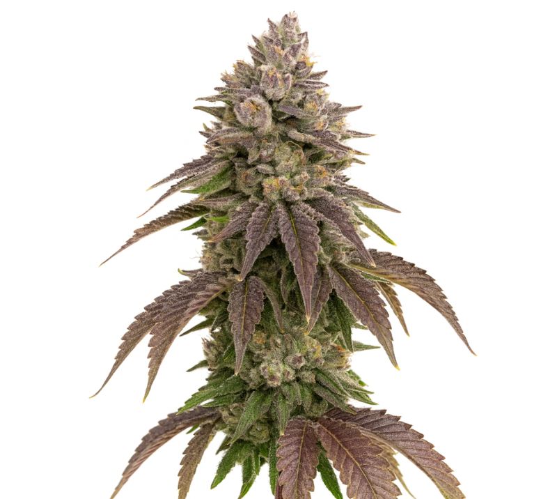CBD Therapy Cannabissamen-Verpackung — Royal King Seeds Deutschland