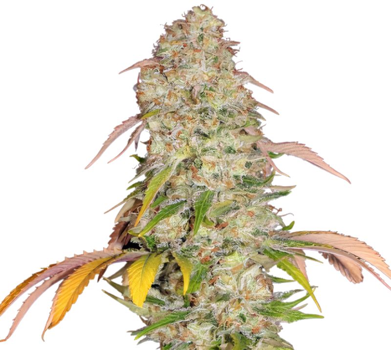 CBD Yummy Cannabissamen-Verpackung — Royal King Seeds Deutschland