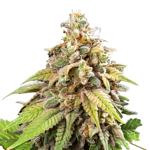 Champagne Kush Cannabissamen-Verpackung — Royal King Seeds Deutschland
