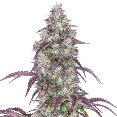 Cheese Quake Cannabissamen-Verpackung — Royal King Seeds Deutschland