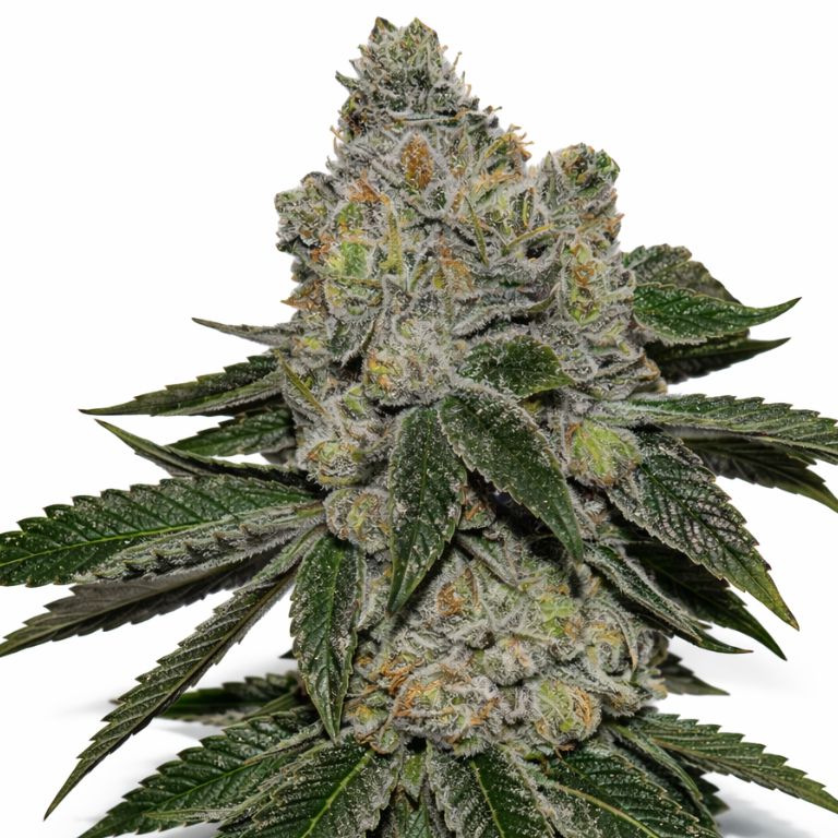Cheetah Piss Cannabissamen-Verpackung — Royal King Seeds Deutschland