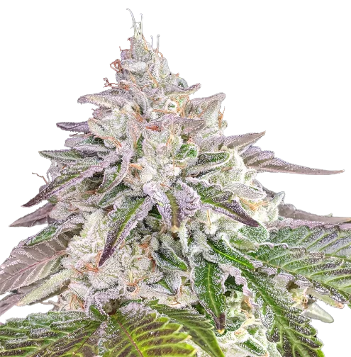 Chem Crush Cannabissamen-Verpackung — Royal King Seeds Deutschland