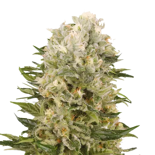Chem Scout Cannabissamen-Verpackung — Royal King Seeds Deutschland