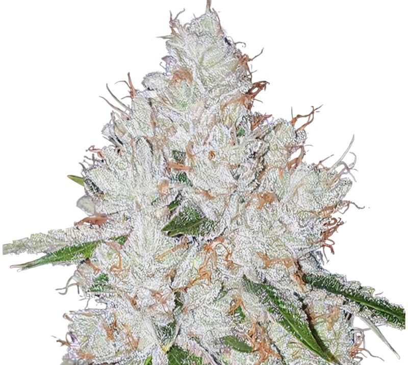 Chem Valley Kush Cannabissamen-Verpackung — Royal King Seeds Deutschland