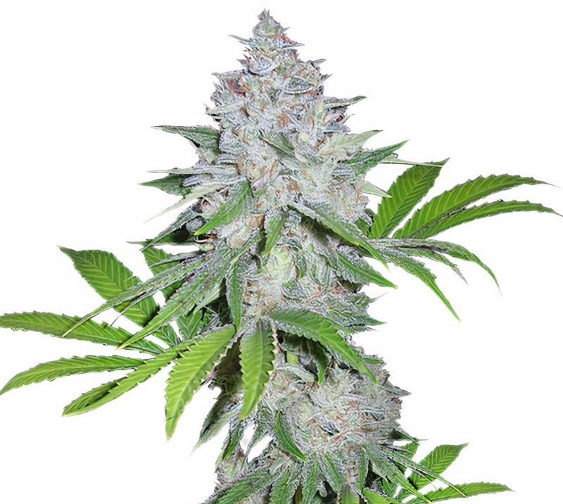 Chemdawg Sour Diesel Cannabissamen-Verpackung — Royal King Seeds Deutschland